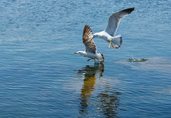 Two seagulls flying