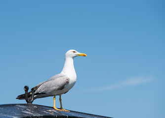 Portrait of  seagull