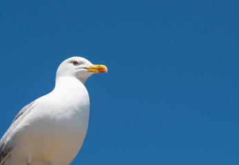 Portrait of  seagull
