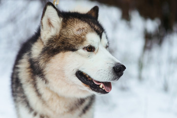 Husky dog lying in the snow background. Black and white Siberian husky with blue eyes on a walk in winter park.