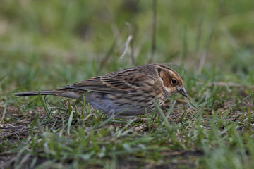 Little bunting (Emberiza pusilla)