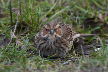Little bunting (Emberiza pusilla)
