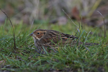 Little bunting (Emberiza pusilla)