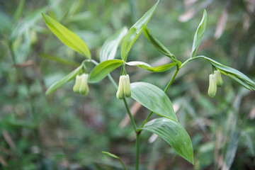 ホウチャクソウの花