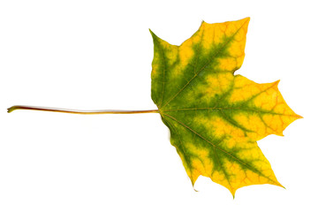 Maple autumn leaf on a white background