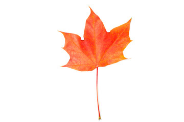 Maple autumn leaf on a white background