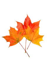 Naklejka na ściany i meble Maple autumn leaf on a white background