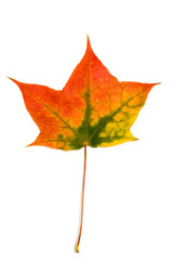 Maple autumn leaf on a white background