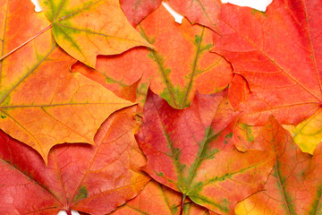 Naklejka na ściany i meble Background of maple leaves