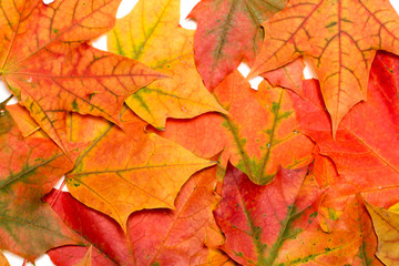 Background of maple leaves