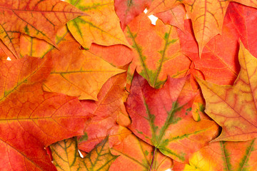 Naklejka na ściany i meble Background of maple leaves