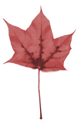 Maple autumn leaf on a white background
