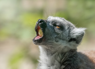 Affe mit Weintraube im Maul