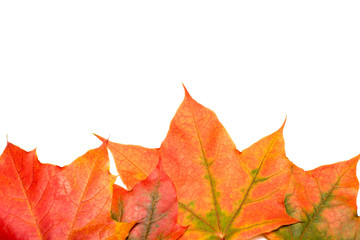 Maple autumn leaf on a white background