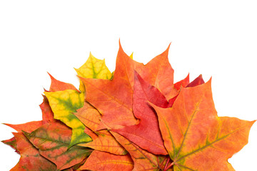 Maple autumn leaf on a white background