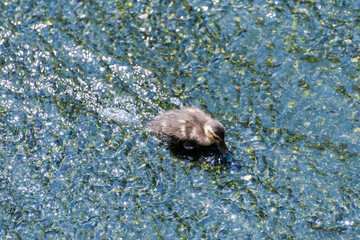 カルガモのヒナ