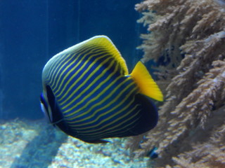 visita all'acquario di Genova