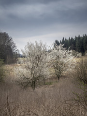 Weiß blühende Bäume auf einer Wiese im Frühling.