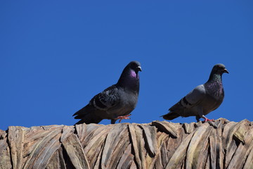 屋根の鳩