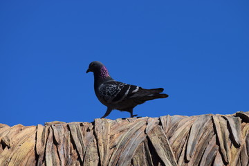 屋根の鳩