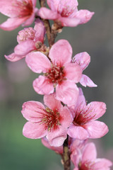 Close up blooming cherry flowers