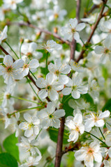 Apple trees flowers. the seed-bearing part of a plant, consisting of reproductive organs (stamens and carpels) that are typically surrounded by a brightly colored corolla