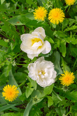 tulips and dandelions in the garden, top view