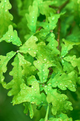 raindrops on young oak leaves