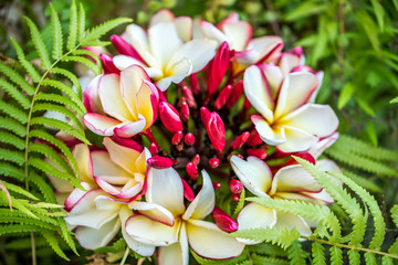 Obraz na płótnie Canvas pink plumeria of thai flower