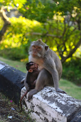 Monkey mommy with child, Monkey island bali.