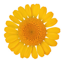 Beautiful Daisy isolated on white background, including clipping path. Germany