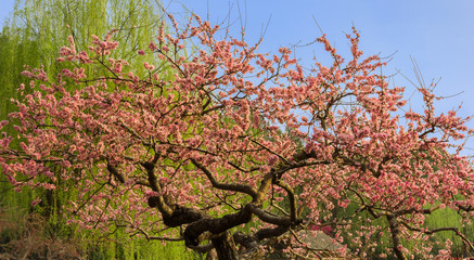 flowers and trees in spring