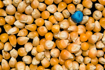 Blue stone in yellow corn kernels is macro