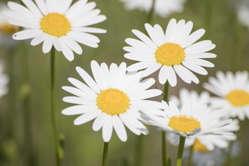Bellis perenis, detailed white and yellow daisy flower in a green background