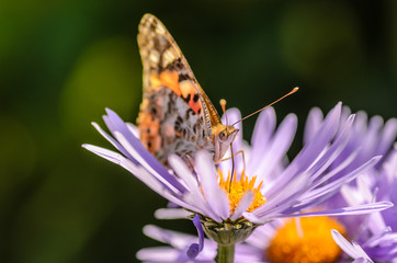 Butterfly collects nectar from purple flowers
