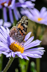 Butterfly collects nectar from purple flowers