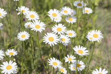Bellis perennis, grass full of white and yellow daisy flowers during spring © Luca Rossatti
