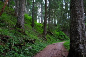 Obraz premium A walk through the forest on a mountain. a walk to the relaxing hiking invites along big trees, meadows and stones covered with moss