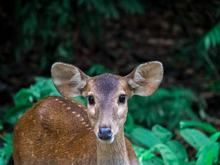 Dear portrait in nature, dear head with eye contact on blurry shallow green grass and tree background, Wildlife animal.