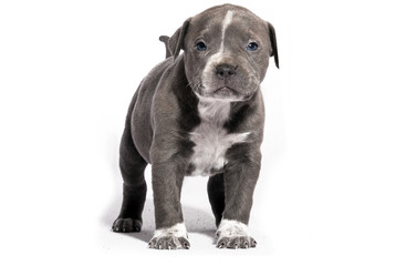 Puppy Pitbull American Bully Isolated