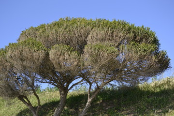 tree, vegetation and nature