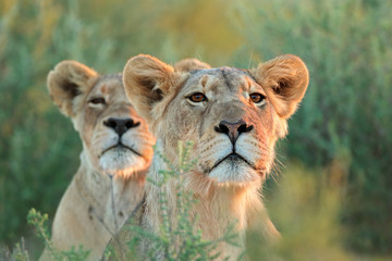 An alert lioness (Panthera leo) looking intently, Kalahari desert, South Africa.