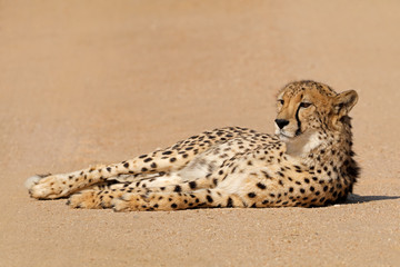 A relaxed cheetah (Acinonyx jubatus) lying down, South Africa. © EcoView