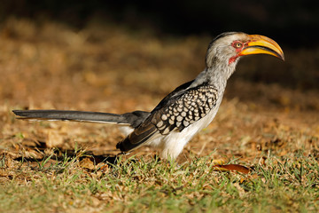 Yellow-billed hornbill (Tockus flavirostris), Kruger National Park, South Africa.