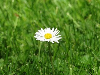 Chamomile flower on the background of green grass. White daisy on summer meadow