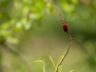 Petit et rouge