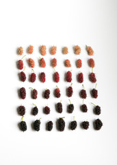 マルベリーグラデーション