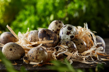 Quail eggs on old brown wooden surface with green blurred natural leaves background, selective focus, close-up
