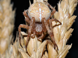 spider