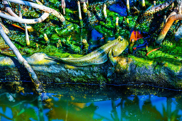 Mudskipper fish with mangrove forest